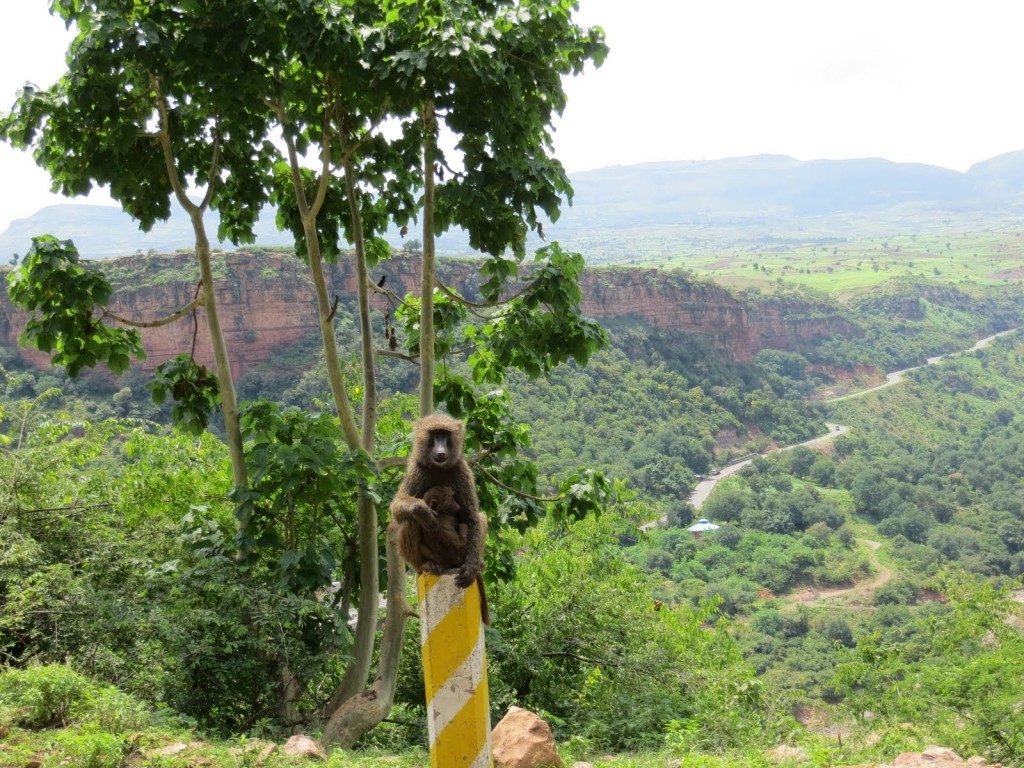 addiszgondar002