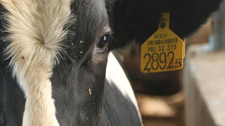 Magyar szarvasmarha Gázában a Nébih nevével ellátott bilétával (Fotó Compassion in World Farming)