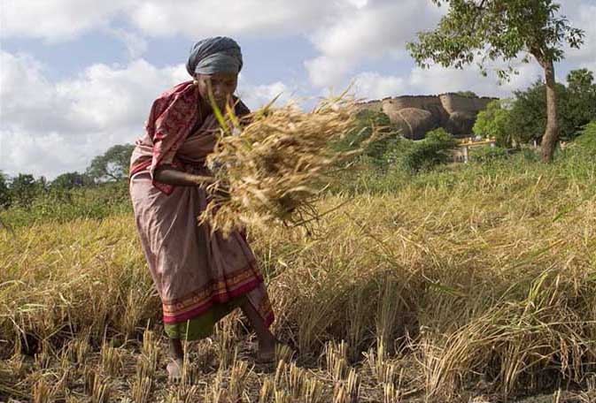 Manual_harvest_in_Tirumayam