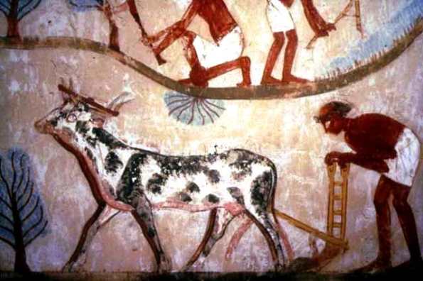 szántás