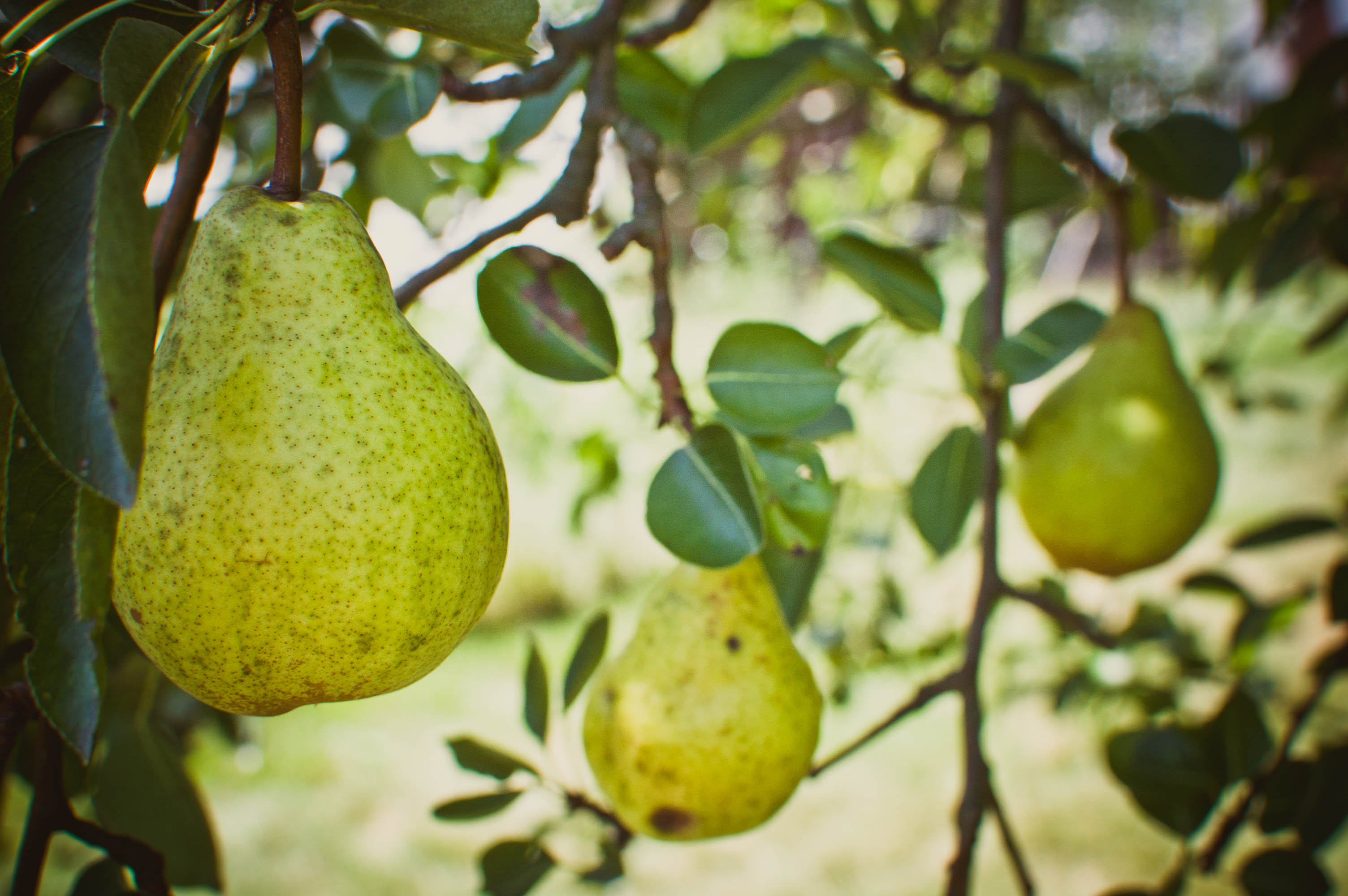 Bear-Fruit-2
