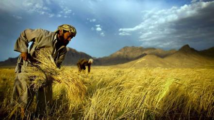wheat_harvest_m1749